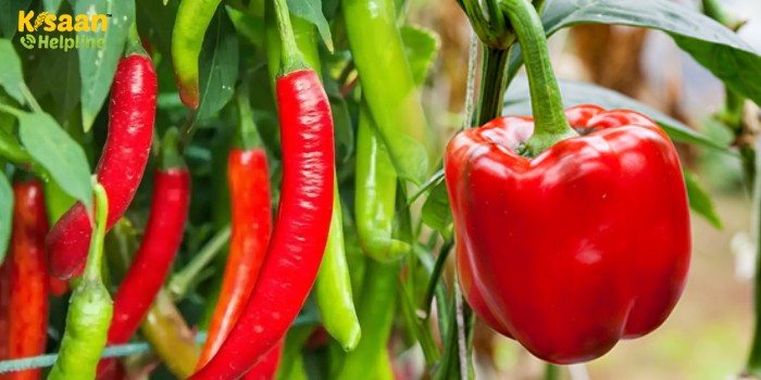 जानिए शिमला मिर्च तथा मिर्च की फसल में लगने वाले प्रमुख रोगों के लक्षण और रोकथाम के बारे में